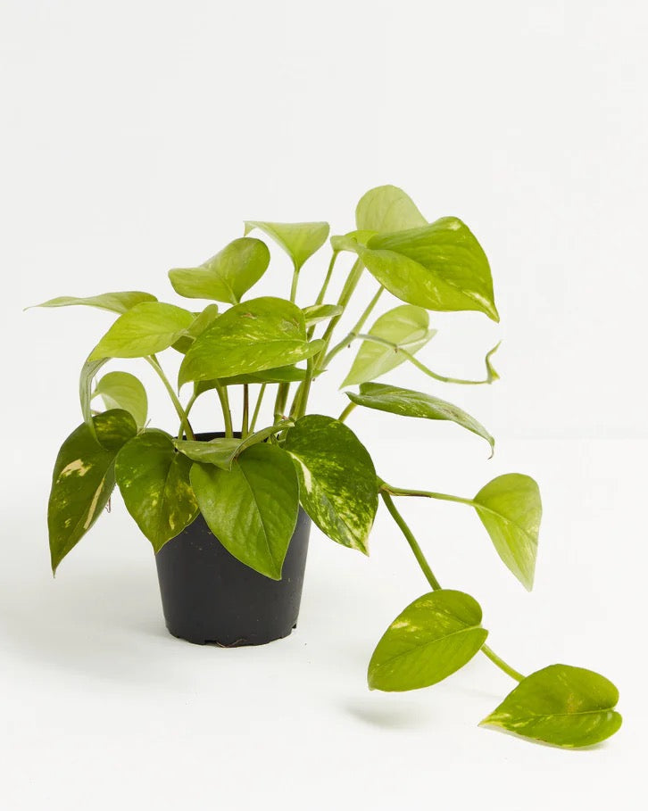small golden pothos Pothos Golden