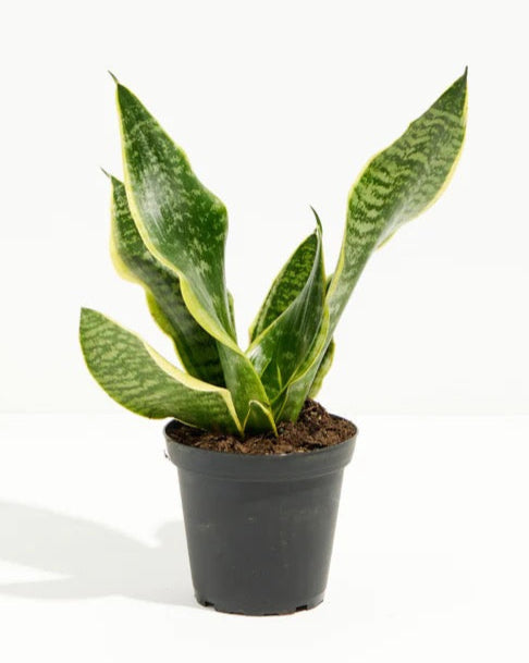 alternative name for the superba snake plant Sansevieria Superba