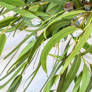 Eucalyptus Radiata Essential Oil