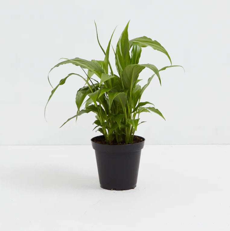 Plants + Flowers