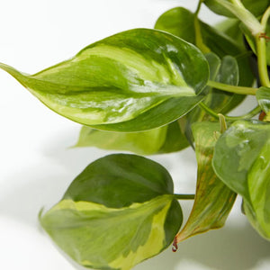 Philodendron Brasil
