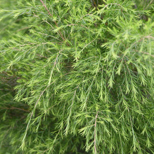 Tea Tree Essential Oil