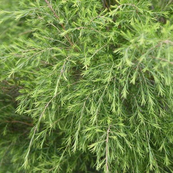 Tea Tree Essential Oil