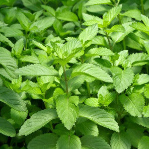 Peppermint Essential Oil